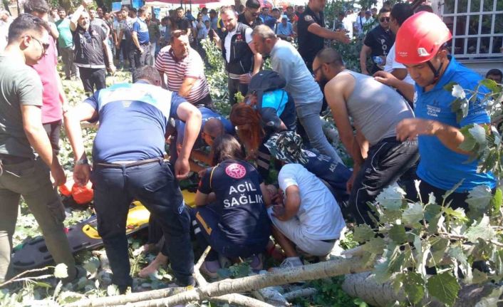 Kırkpınar’da korkutan anlar: Devrilen ağacın altında kalan 2 kişi yaralandı