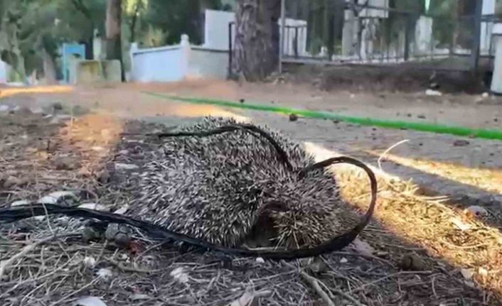 Kirpiyi iple mezarlığa bağladılar