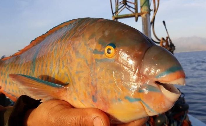 Kızıldeniz’den Akdeniz’e geçen tür sayısı 70 oldu, Karadeniz türleri tehlike altında