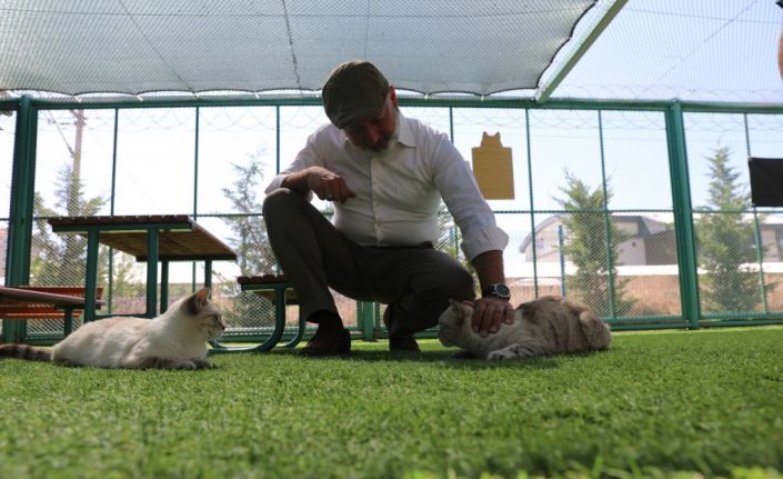 Kocasinan’dan sıcak bir yuva; ‘küçük dostlar kedi kasabası’