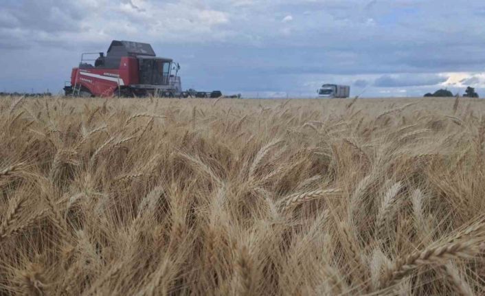 Konya’da Halis Ekmeklik Buğday çeşidinde yüksek verim elde edildi