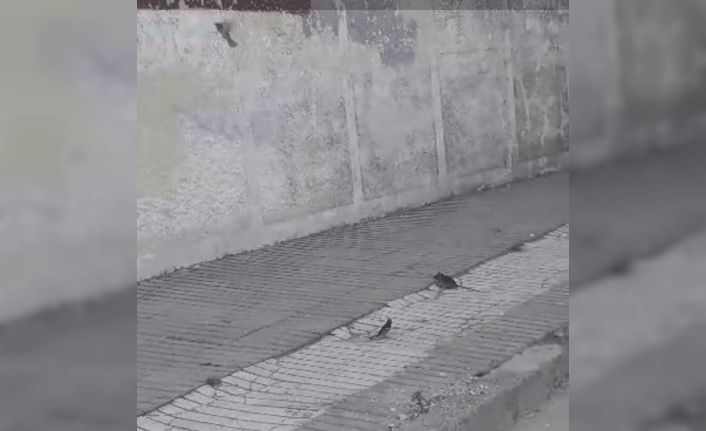 Kuşların fareyle oyunu tebessüm ettirdi