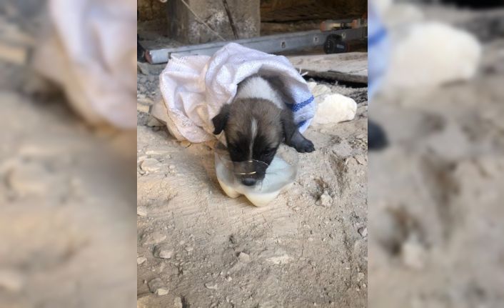 Kuyuya düşen yavru köpeği itfaiye ekipleri kurtardı