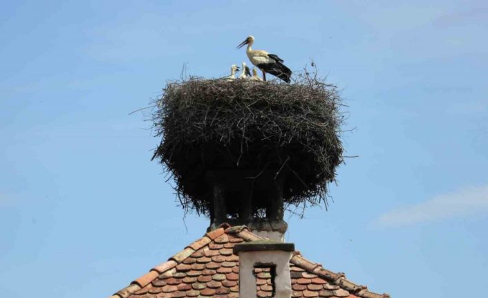 Letonya’da leylek yuvasını yıkan kişiye 15 bin euro para cezası