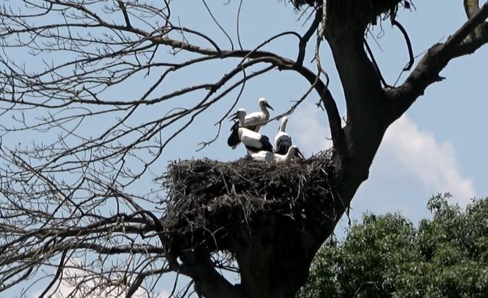 Leylek yavruları uçmaya hazır