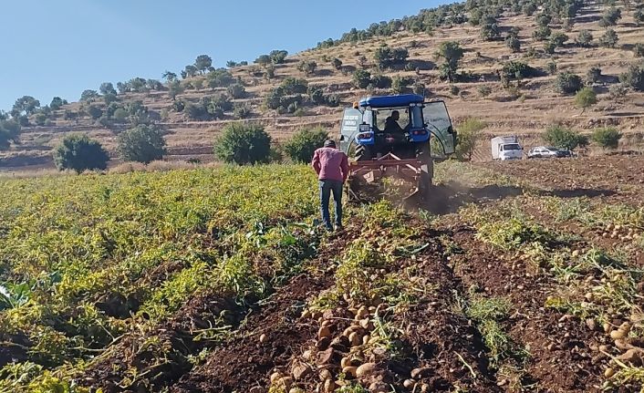 Mardin’de 320 dönüm patates tarlasında günde 200-300 ton hasat yapılıyor