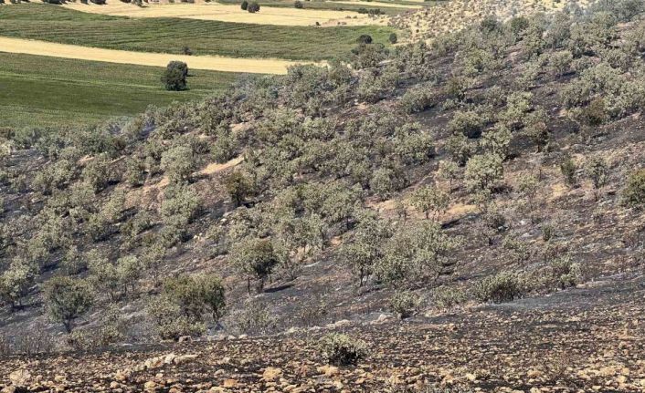 Mazıdağı’nda yangın nedeniyle 200 dönümlük ormanlık alan zarar gördü