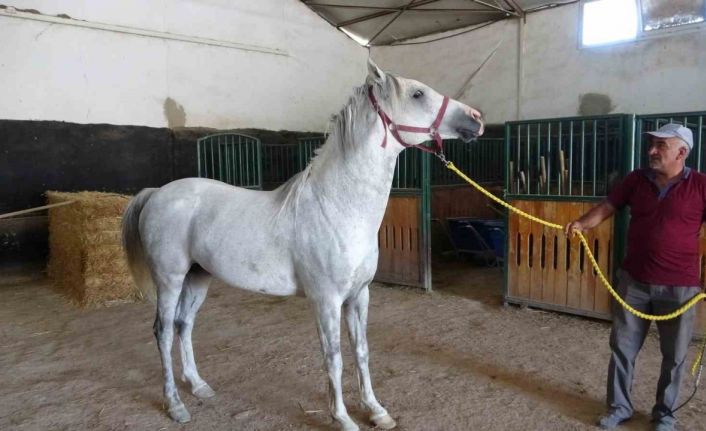 Milyonluk taylar görücüye çıkıyor