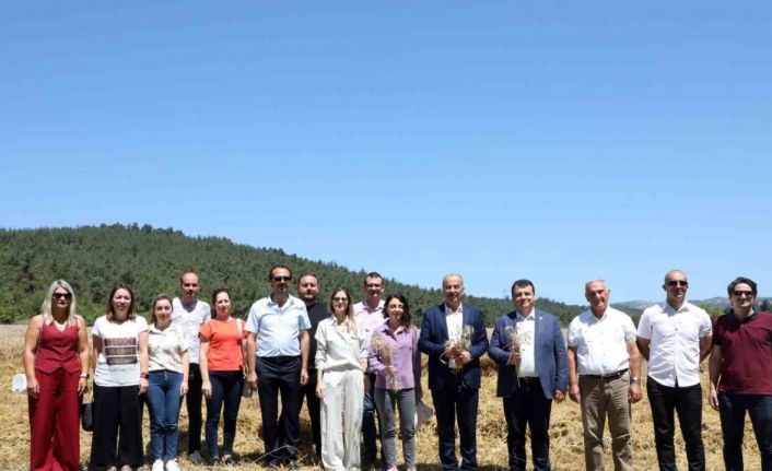 Mudanya’da buğday hasadı zamanı