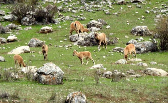 Munzur Dağlarında dağ keçileri görüntülendi