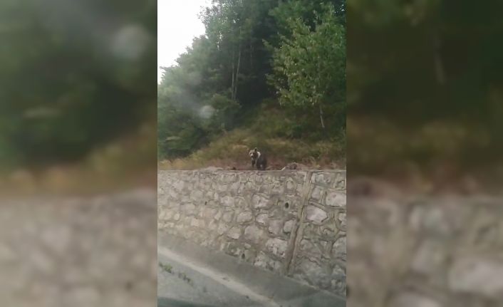 Nadir görülen alaca ayıyı telefonuyla görüntüledi, sohbet etmeye çalıştı