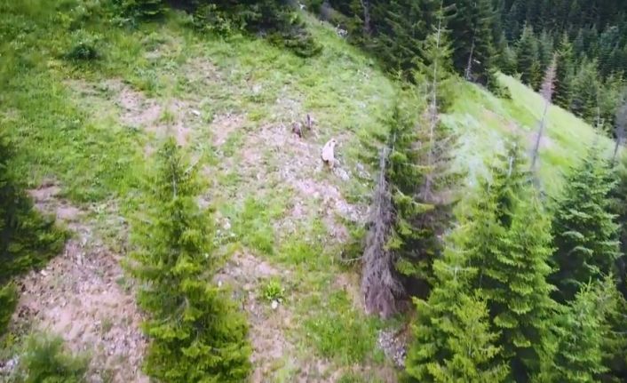 Nadir görülen beyaz boz ayı ve yavruları Artvin’in Şavşat ilçesinde drone kamerasına yansıdı