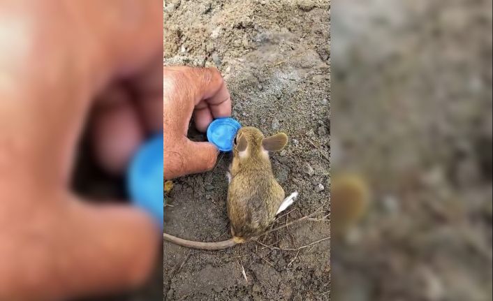 Nesli tükenme tehlikesi altında olan Arap tavşanını önce kurtardı, sonra elleriyle besledi