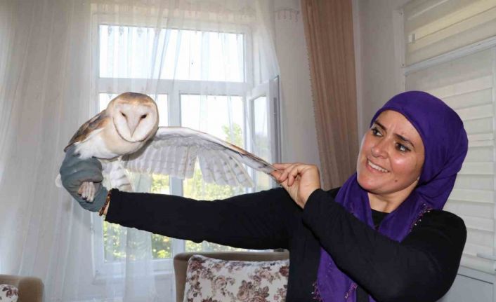 Nesli tükenmek üzere olan peçeli baykuş ’talih kuşu’ olarak evlerine geldi