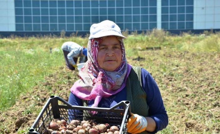 Osmanlı döneminde lale soğanı üretim merkezi olan Ladik’te yumru hasadı