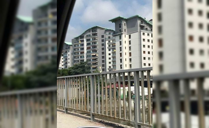 Otomobilden kaçan papağan sahibine zor anlar yaşattı