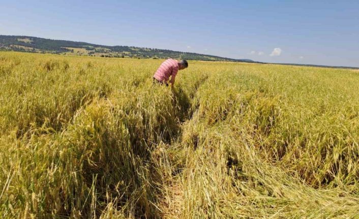 (ÖZEL) Dolu 25 bin dekar hububatı hasat edilmeyecek düzeye getirdi