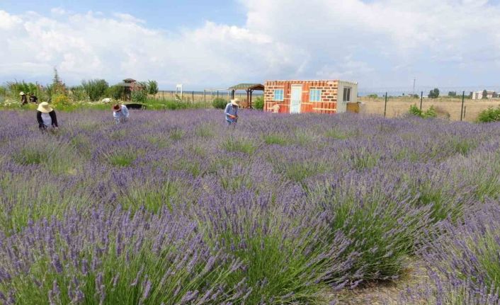 Renk cümbüşü tıbbi bitkiler doğal fotoğraf stüdyosu oluyor