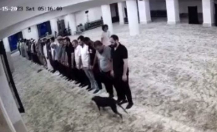 Sabah namazı vaktinde camiye giren köpek ile cemaatin imtihanı kamerada