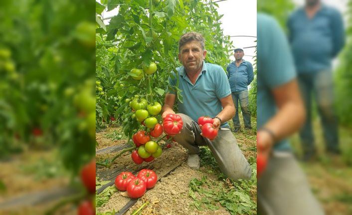Sarıcakaya’da çiftçiler üretimden memnun