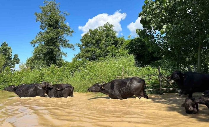 Selde mahsur kalan hayvanlara botla ulaşıldı