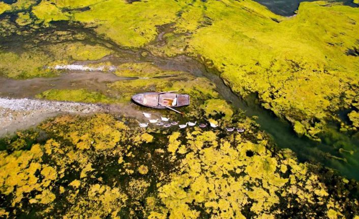 Seyhan Nehri can çekişiyor: Yosunlar nehri istila etti, otlar insan boyuna yaklaştı