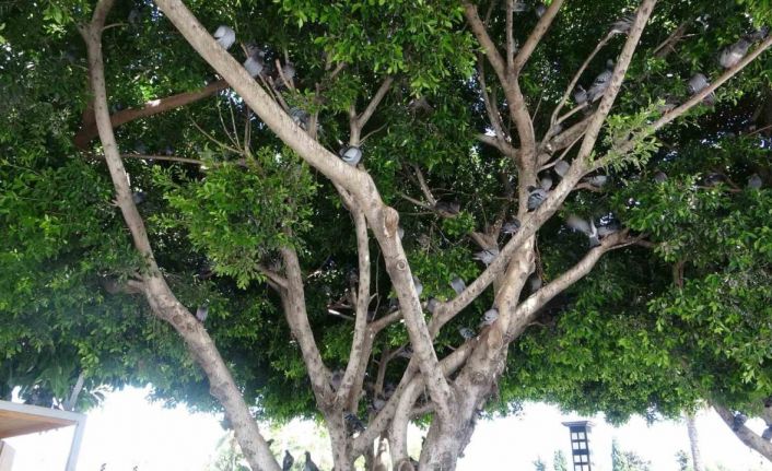 Sıcak hava ağaçları kuşların yuvası yaptı