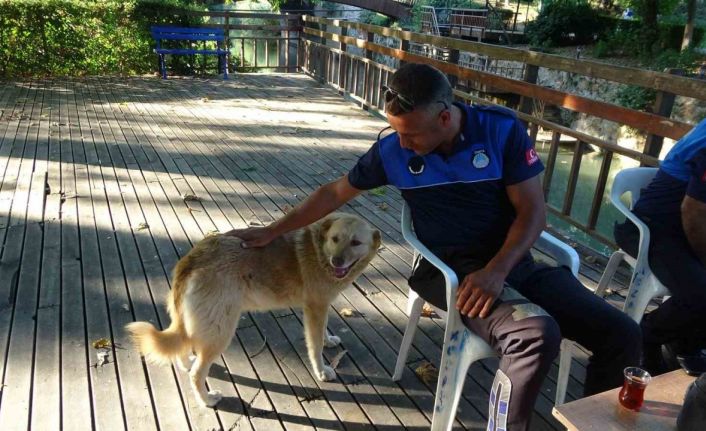 Sıcaklık arttı, belediyeden anonslu uyarı geldi: "Kapı önüne mama ve su koyun"