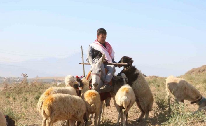 Sıcakta bunalan hayvanlar için eşek sırtında zorlu mesai