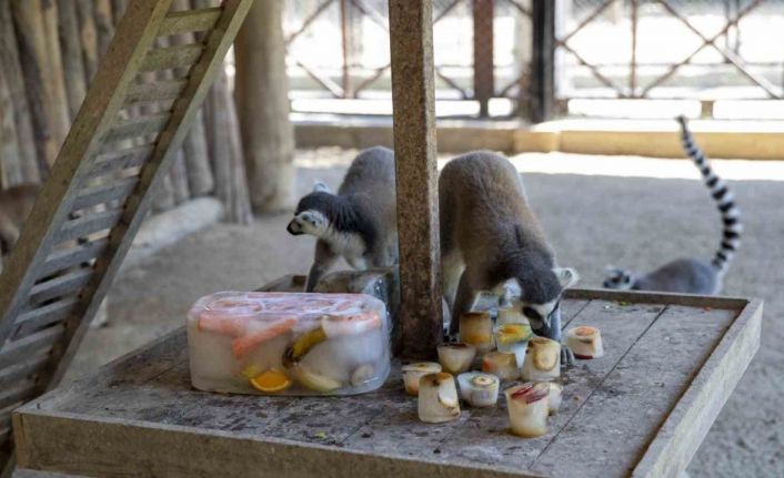 Sıcaktan bunalan hayvanlar buzlu meyve ve suyla serinliyor