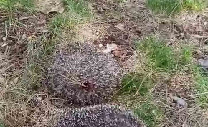 Siirt’te yavru kirpiler vatandaşlar tarafından kurtarıldı