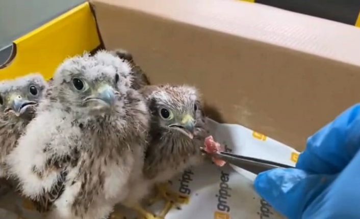 “Şimdi yavru kerkenezlerin akşam yemeği vakti”