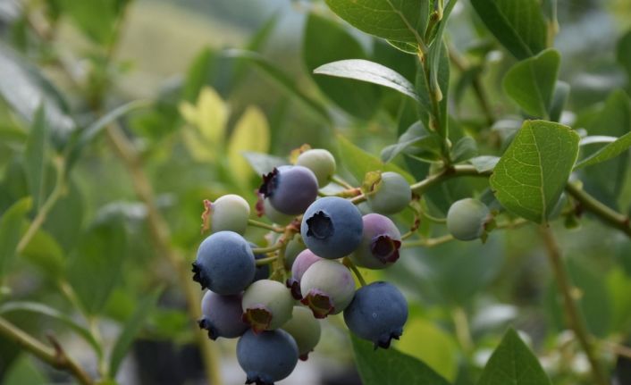 Sinop’ta ilk defa dikilen yaban mersininde ihracat hedefi