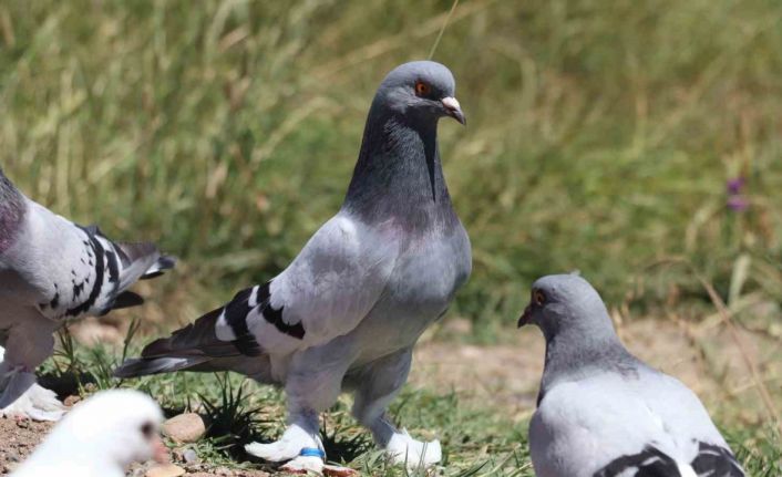 Sivas güvercini sevgisi hobiden ticarete dönüştü