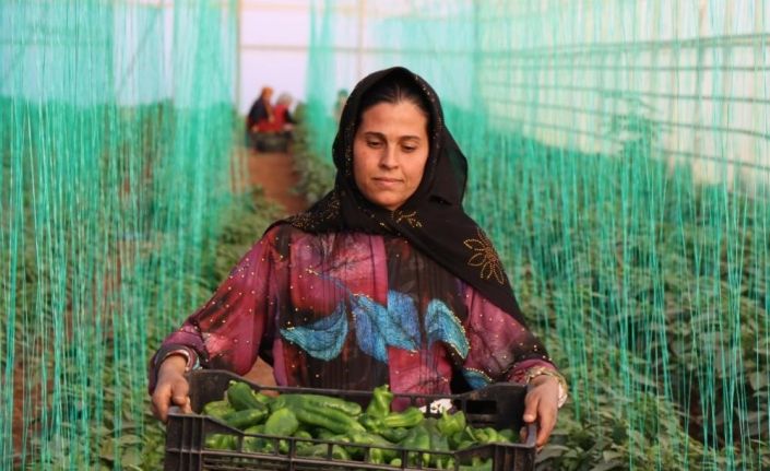 Tarımsal girdi fiyat endeksi yıllık yüzde 33,22, aylık yüzde 0,26 arttı