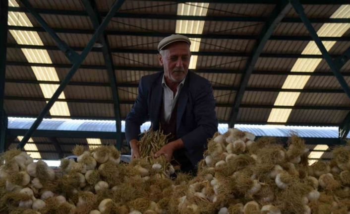 Taşköprü Sarımsağı pazara indi: 20 ile 45 TL arasında alıcı buluyor