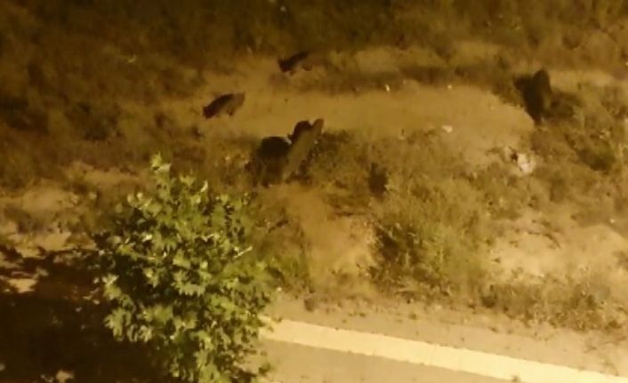 Tunceli’de aç kalan yaban domuzları şehre indi