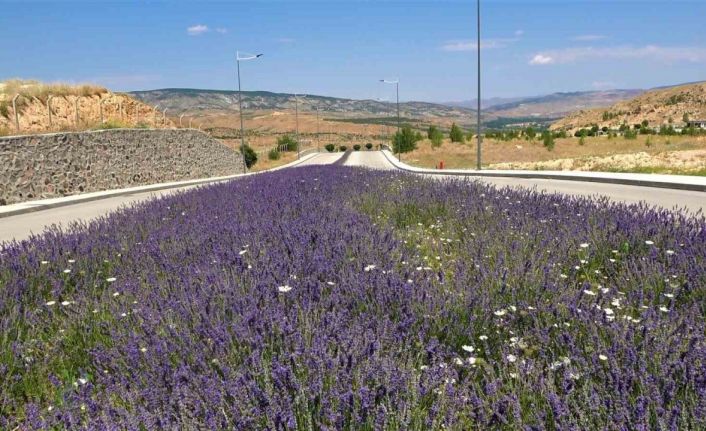 Üniversite lavanta ile renklendi: Kampüs adeta açık hava stüdyosuna dönüştü