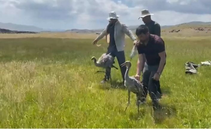 Van’da 4 yavru turna halkalanırken, bir yavruya ise uydu vericisi takıldı