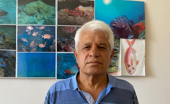 Vatandaşların köpek balığı sanıp taşladığı balık için uzmanından açıklama: “Korkmayın”
