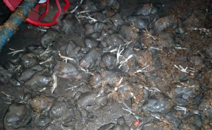 Yağış o ilçeyi de vurdu: Tavuk çiftliğini su bastı 20 bine yakın civciv telef oldu