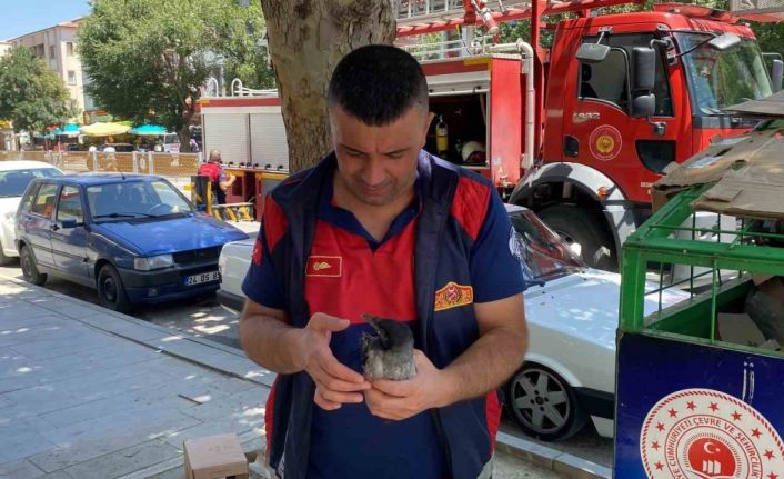 Yere düşen yavru kargayı yuvasına koyan itfaiye ekipleri, vatandaşları anne karganın saldırısından kurtardı