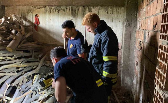 Yılan ihbarı itfaiye ekiplerini harekete geçirdi