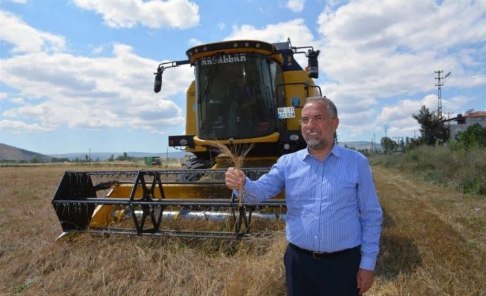 Zile’de ata tohumu ’Karakılçık Buğdayı’ hasadı yapıldı