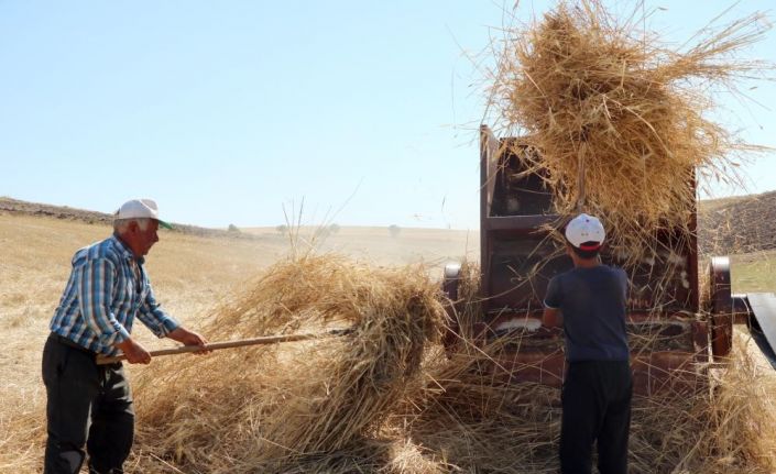 36 derecede kışlık yem mücadelesi
