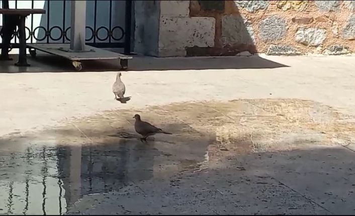 40 derecelere ulaşan hava sıcaklıkları hem vatandaşları hem de hayvanları bunalttı