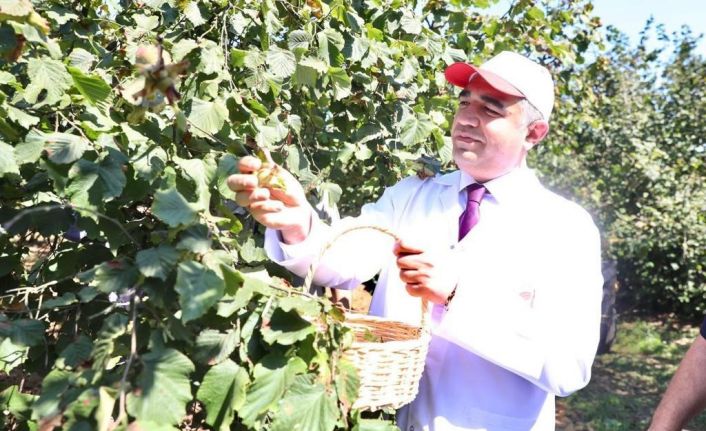 632 bin hektar alanda üretimi yapılıyor