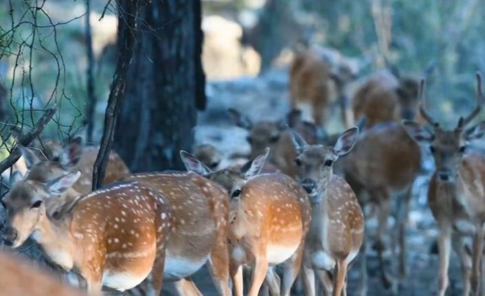 Alageyikte tüm zamanların en yüksek yavru sayısına ulaşıldı
