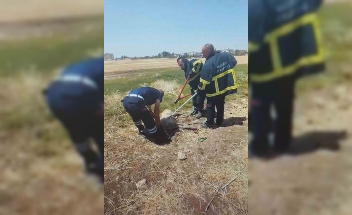 Araç lastiği körüğüne kafası sıkışan köpek itfaiye ekiplerince kurtarıldı