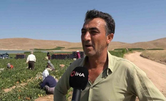 Aracılara isyan eden tarla sahibi halka seslendi, “Gelin tarladan 4 liraya alın”